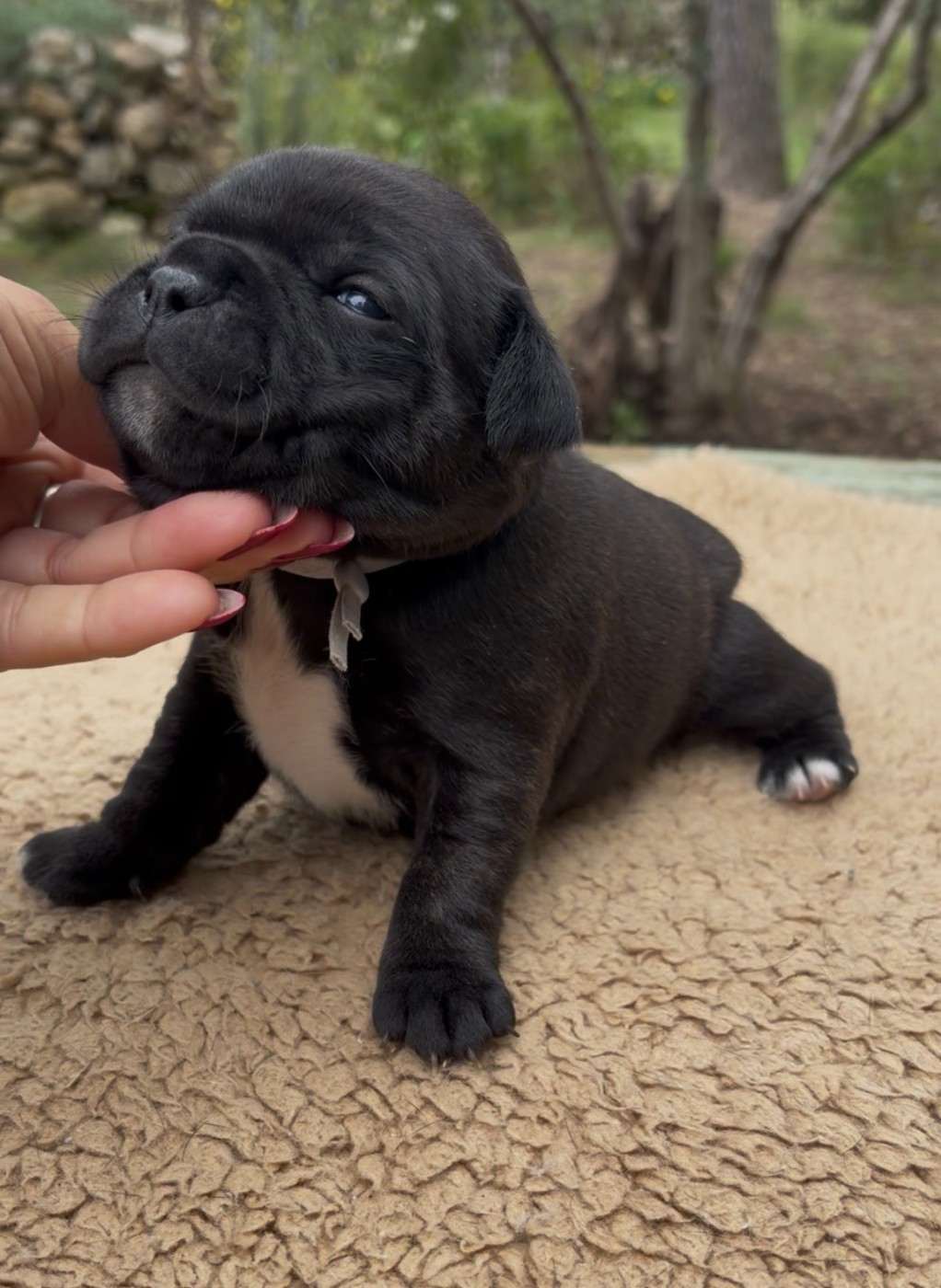 Harmonia Staff - Chiots disponibles - Staffordshire Bull Terrier