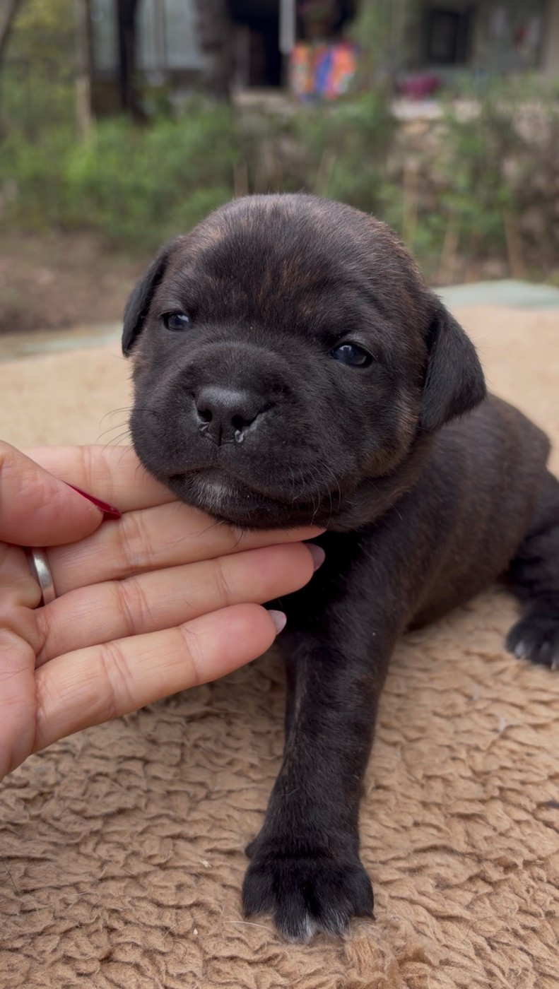Harmonia Staff - Chiots disponibles - Staffordshire Bull Terrier