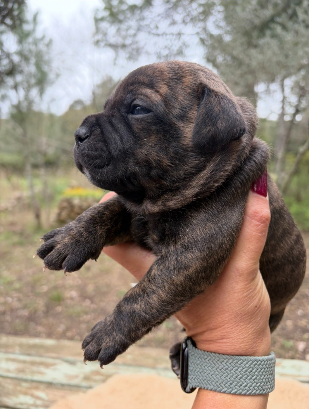Harmonia Staff - Chiots disponibles - Staffordshire Bull Terrier
