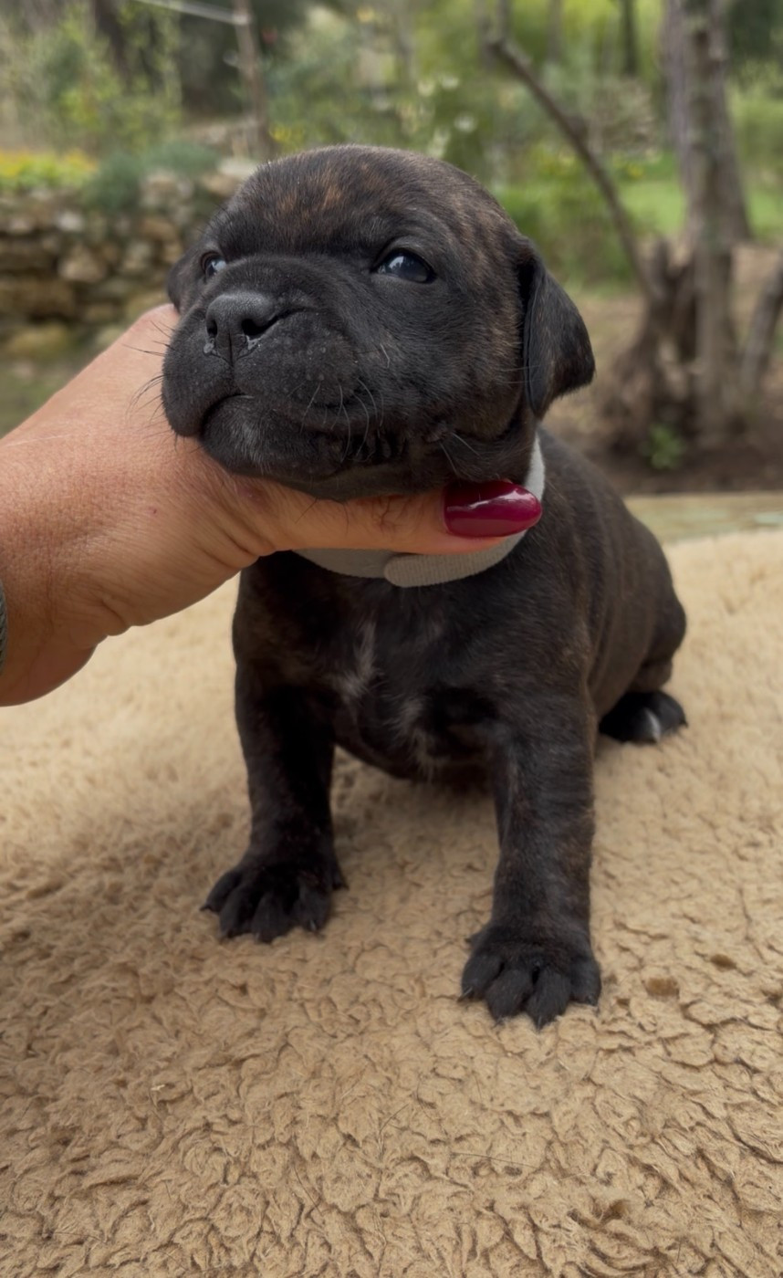 Harmonia Staff - Chiots disponibles - Staffordshire Bull Terrier
