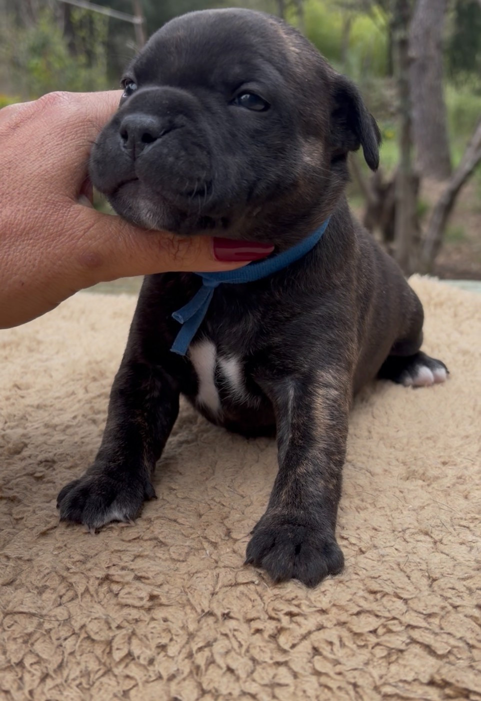 Harmonia Staff - Chiots disponibles - Staffordshire Bull Terrier