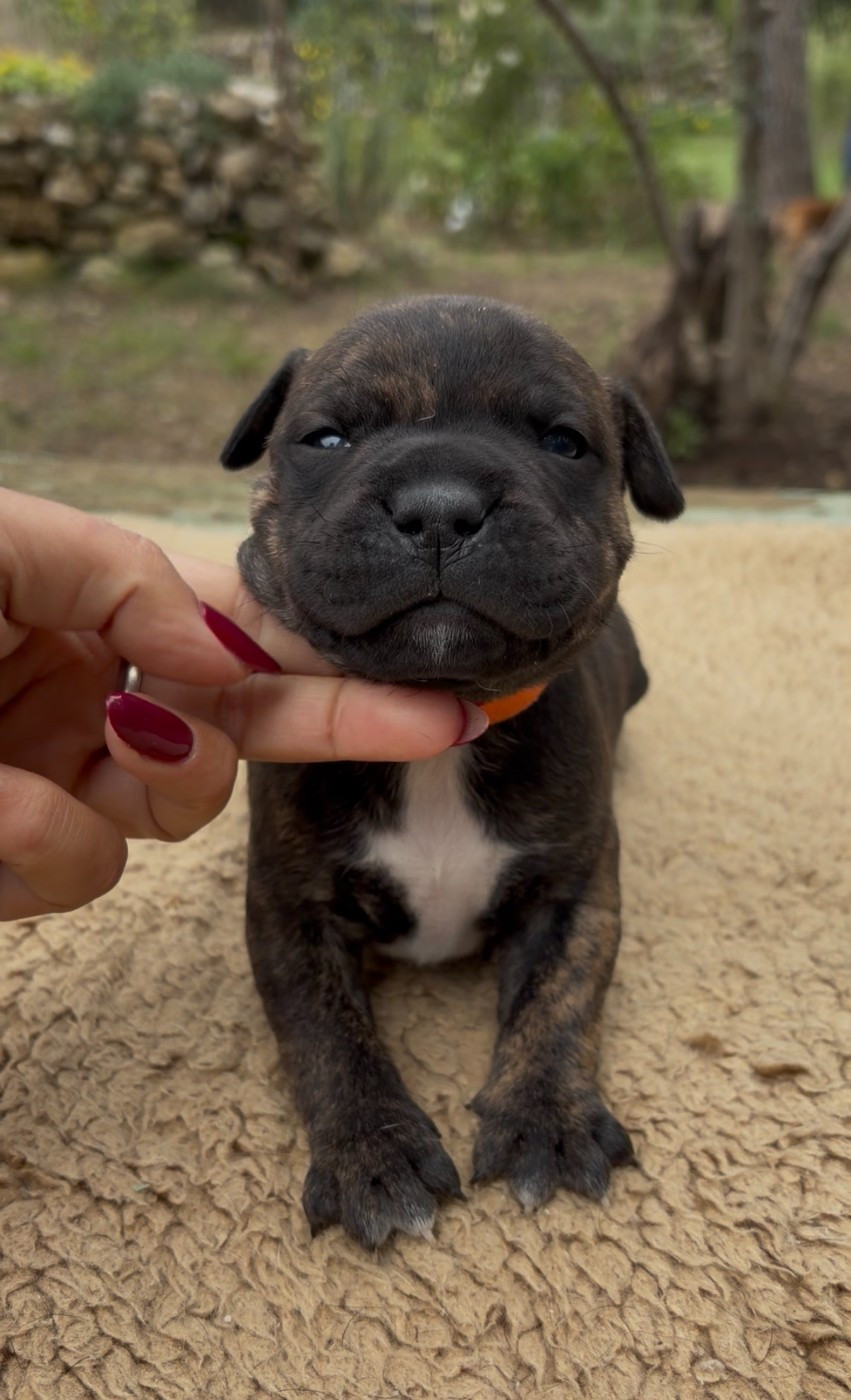 Harmonia Staff - Chiots disponibles - Staffordshire Bull Terrier