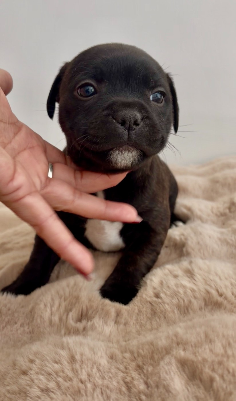 Harmonia Staff - Staffordshire Bull Terrier - Portée née le 17/02/2026