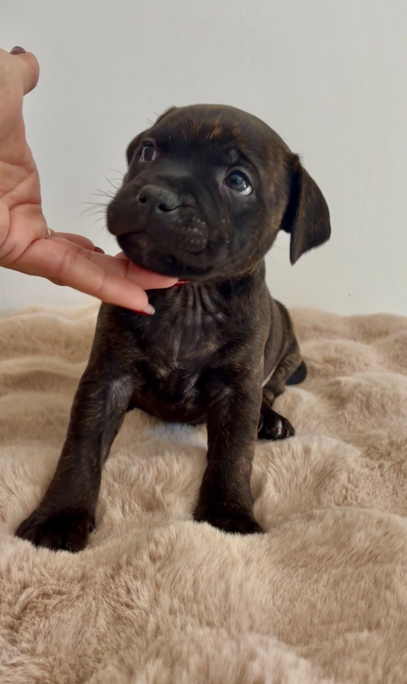 Harmonia Staff - Chiots disponibles - Staffordshire Bull Terrier