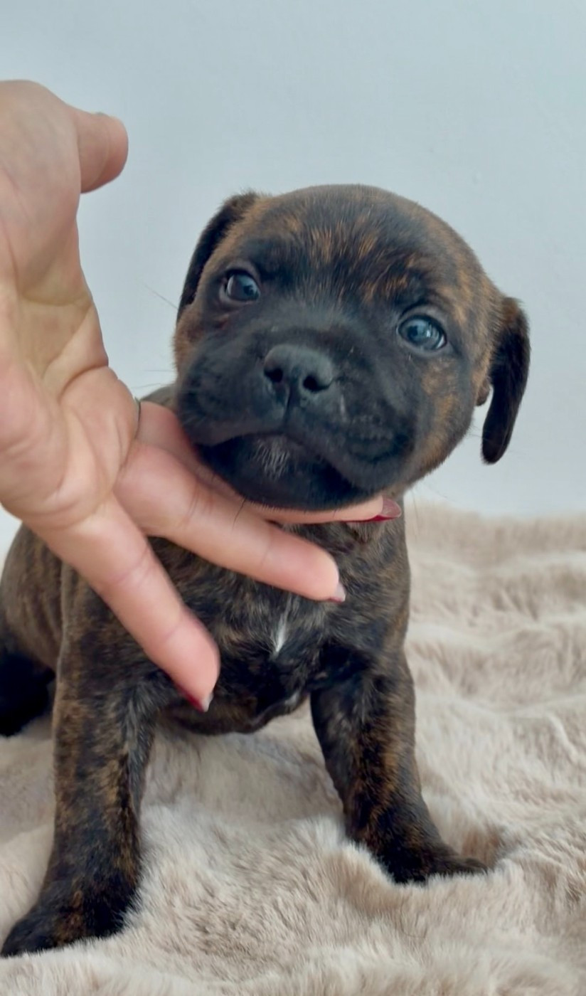 Harmonia Staff - Chiots disponibles - Staffordshire Bull Terrier