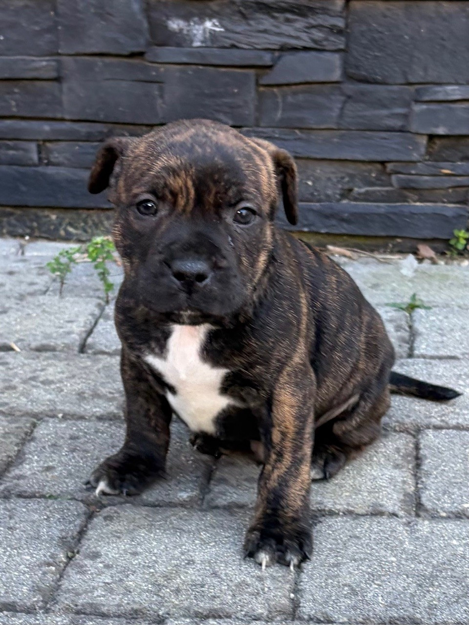 Harmonia Staff - Chiots disponibles - Staffordshire Bull Terrier