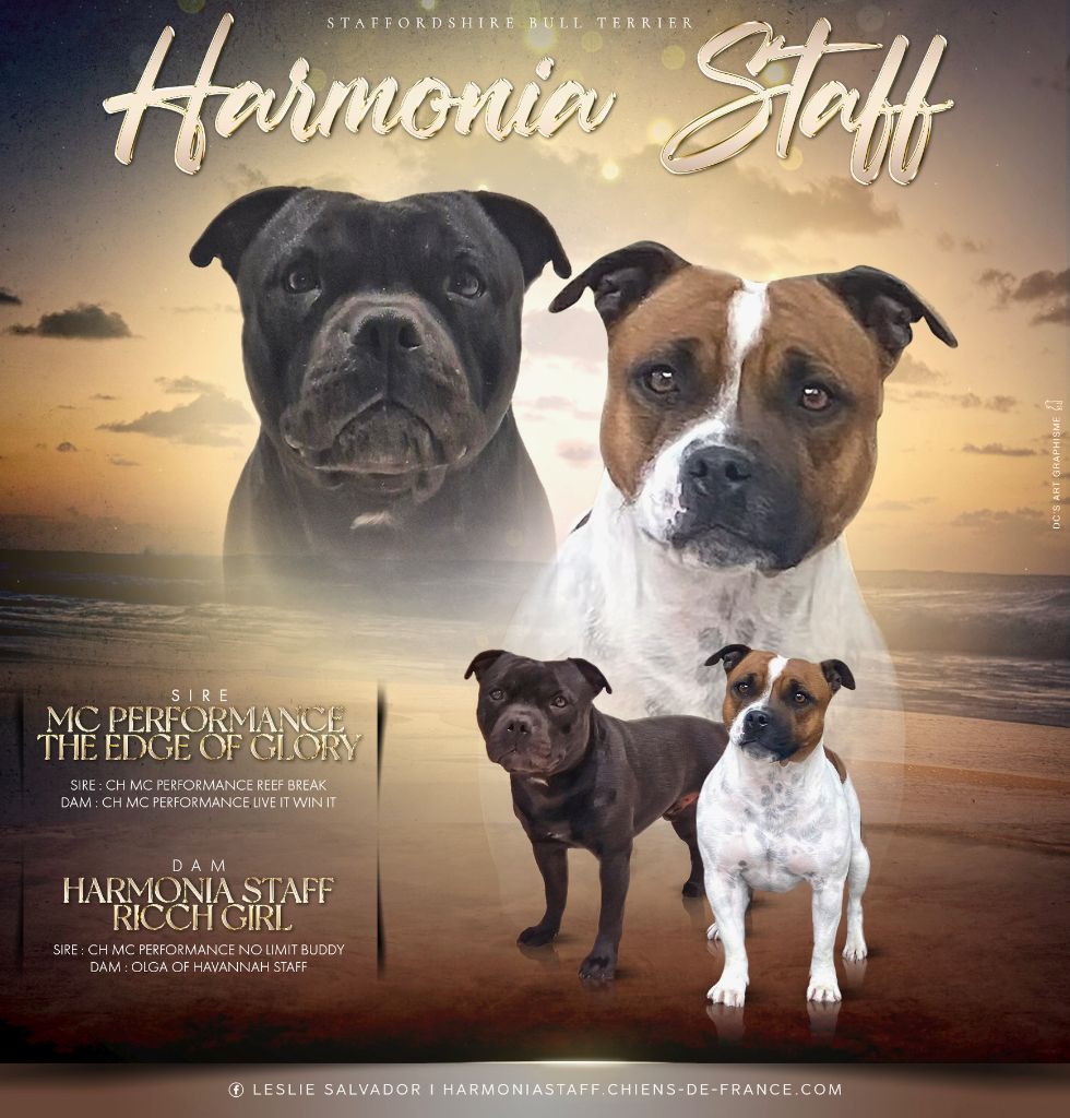 Chiot Staffordshire Bull Terrier Harmonia Staff