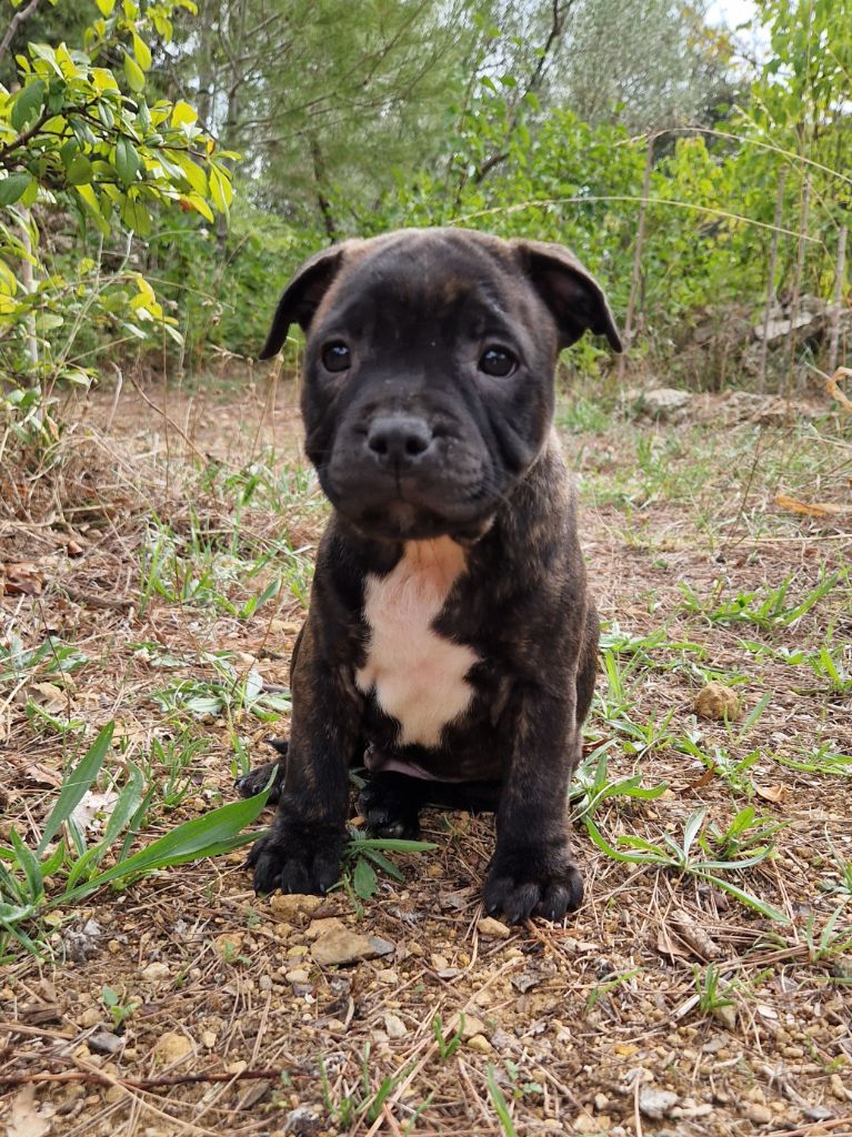 Harmonia Staff - Chiots disponibles - Staffordshire Bull Terrier