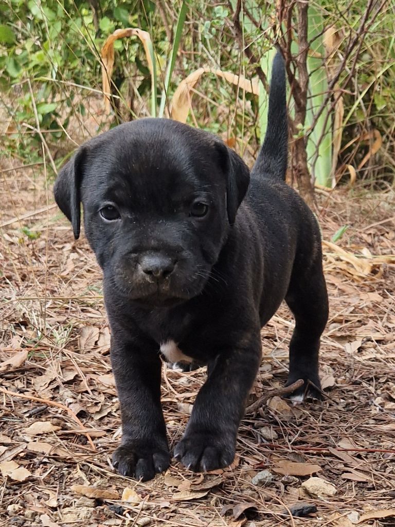 Harmonia Staff - Chiots disponibles - Staffordshire Bull Terrier