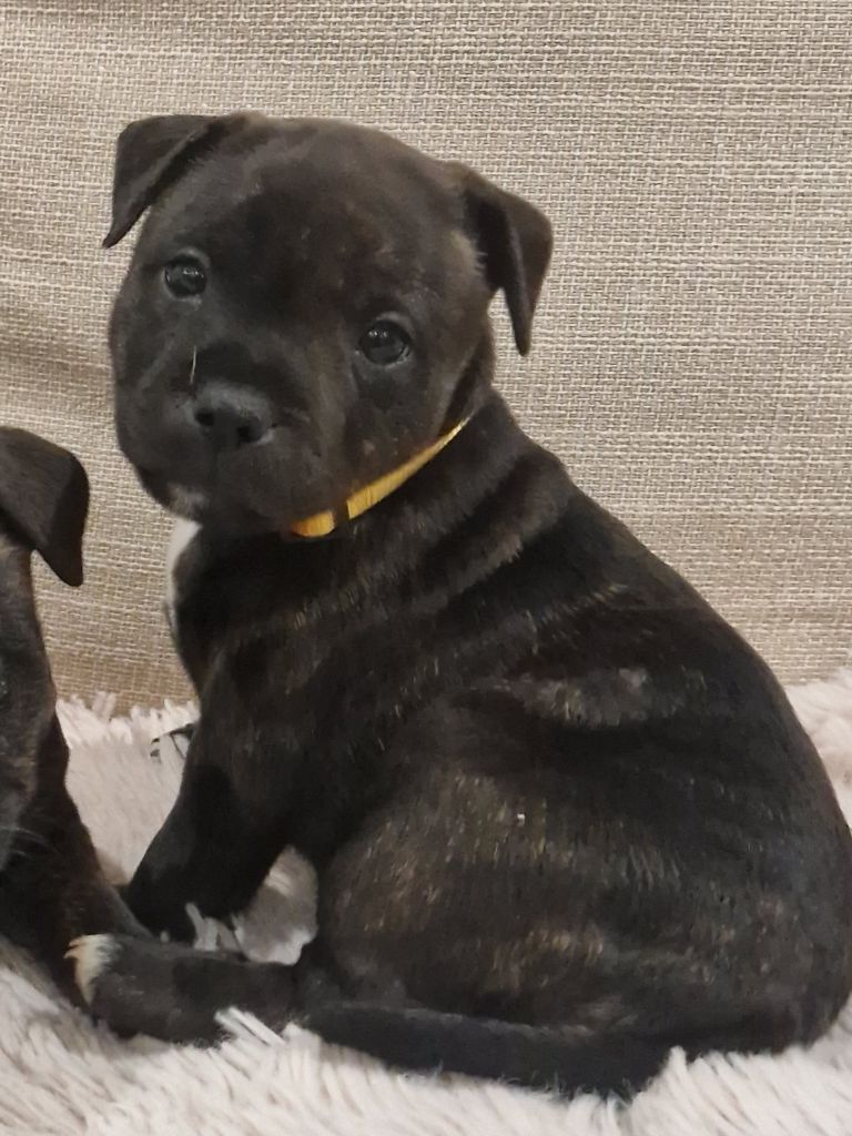 Harmonia Staff - Chiots disponibles - Staffordshire Bull Terrier
