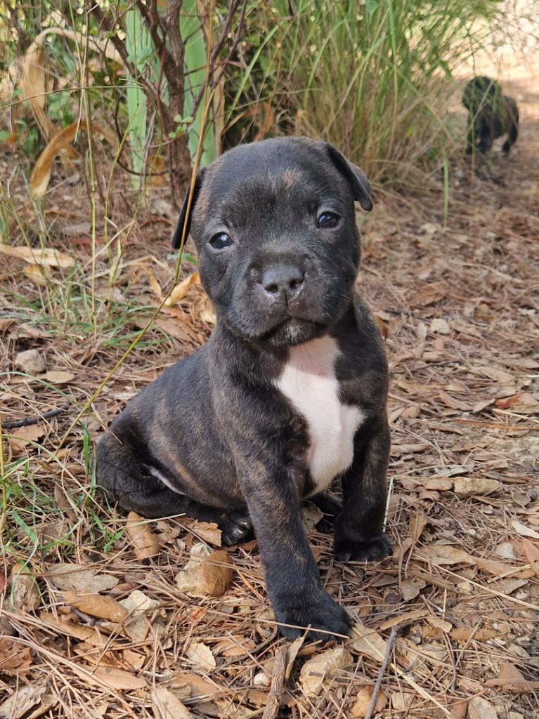 Harmonia Staff - Chiots disponibles - Staffordshire Bull Terrier
