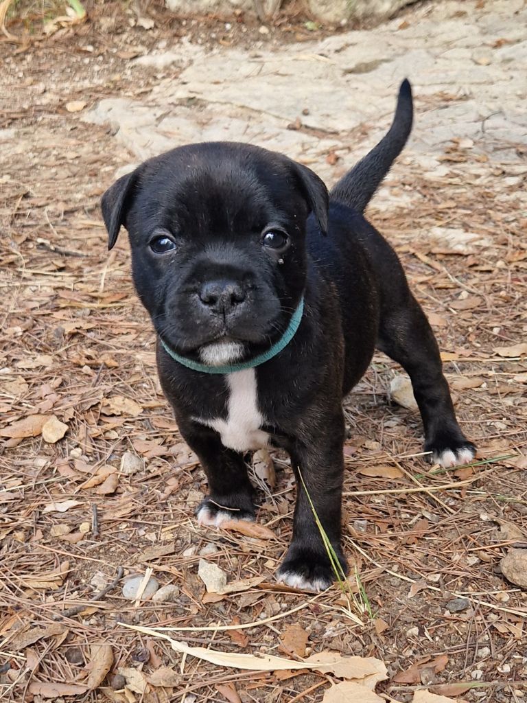 Harmonia Staff - Chiots disponibles - Staffordshire Bull Terrier