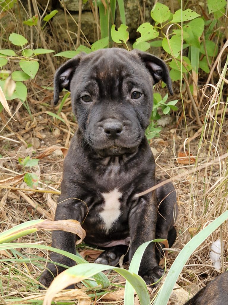 Harmonia Staff - Chiots disponibles - Staffordshire Bull Terrier